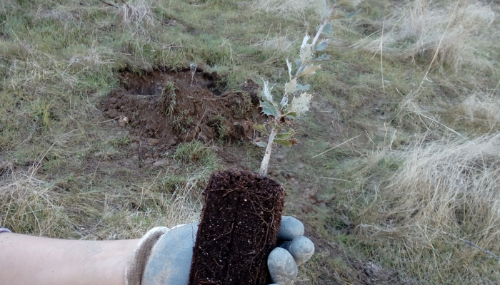 Plantando futuro
