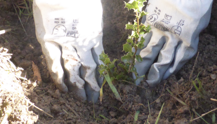 Plantando futuro